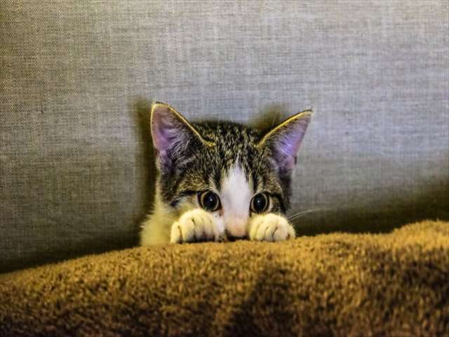 隠れるネコ