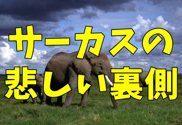 サーカスの象が暴走 煌びやかなサーカスの裏側で起きた悲しい事件 Bitomos